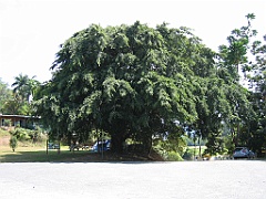 CairnsTC365 Daintree